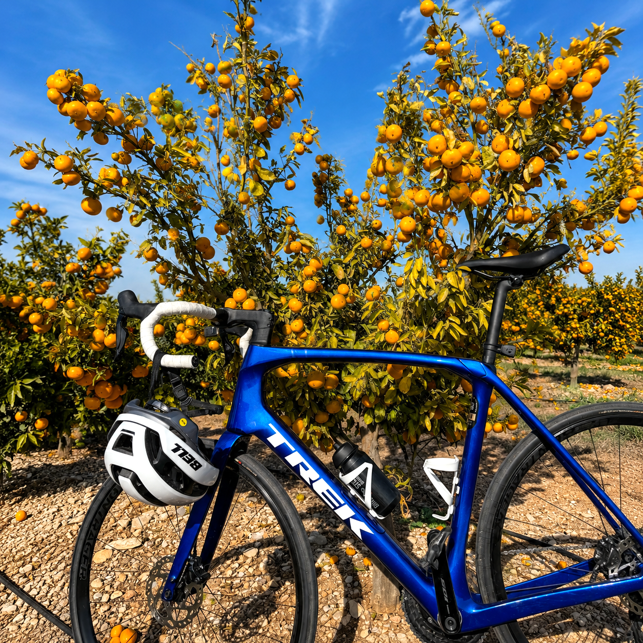 En bicicleta — naranjos